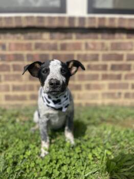 Rescue Australian Cattle Dog Blue Heeler Dogs for Adoption in Dickson, Tennessee - Whiskey | PetCurious