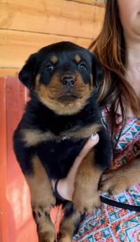 Rottweiler Dogs Available for Adoption in Colton, Oregon - Puppy 1 Male  | PetCurious