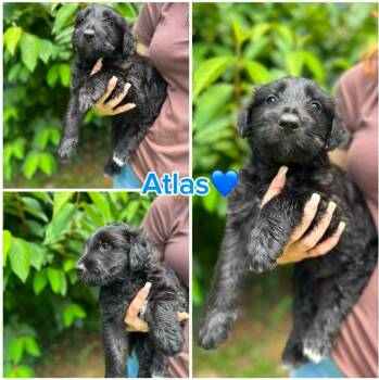 Atlas -  Terrier and Australian Shepherd Dog for Adoption in Byrdstown, Tennessee - Atlas | PetCurious