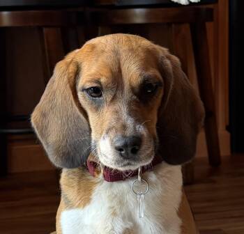Mabel -  Beagle Dog for Adoption in South Plainfield, New Jersey - Mabel | PetCurious