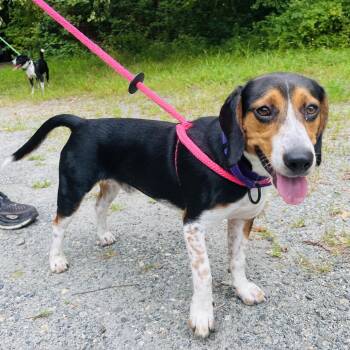 Roscoe -  Mixed Breed Dog for Adoption in Fredericksburg, Virginia - Roscoe | PetCurious