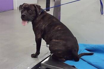 A2094200 -  Staffordshire Bull Terrier and Mixed Breed Dog for Adoption in Houston, Texas - A2094200 | PetCurious