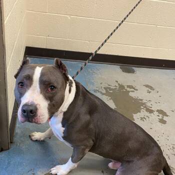 Zuko (Bohemian) -  Mixed Breed Dog for Adoption in Memphis, Tennessee - Zuko (Bohemian) | PetCurious