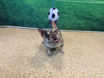French Bulldog Dogs Available for Adoption in Doral, Florida - RUTHY | PetCurious