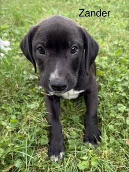 Zane and Zander -  Black Labrador Retriever Dog for Adoption in Roxbury Township, New Jersey - Zane And Zander | PetCurious
