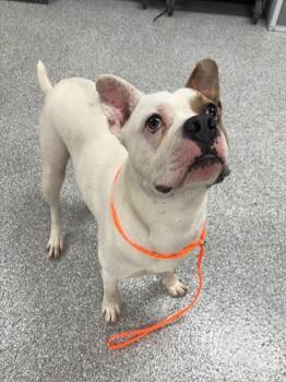 Pit Bull Terrier and Mixed Breed Dogs Available for Adoption - BUTTERS | PetCurious