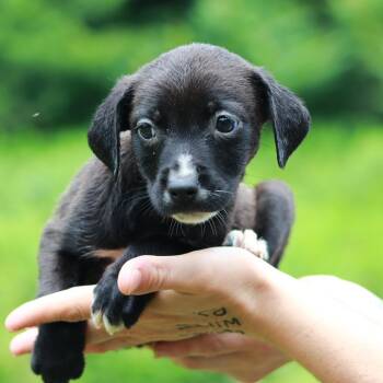 CT Blackberry avail Jul 4 -  Labrador Retriever and Mixed Breed Dog for Adoption in Eastford, Connecticut - CT Blackberry Avail Jul 4 | PetCurious