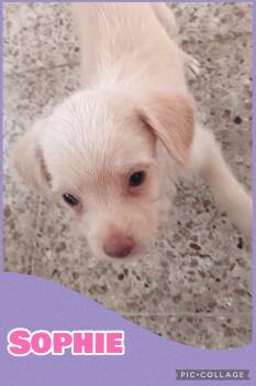 Sophie -  Beagle and Terrier Dog for Adoption in Ringwood, New Jersey - Sophie | PetCurious