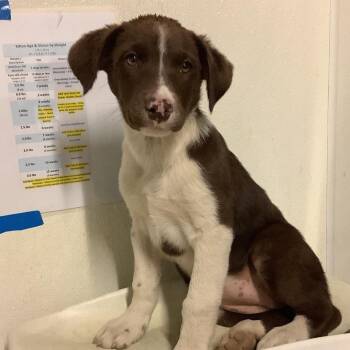 IVHS-Stray-143371 -  Cattle Dog and German Shepherd Dog Dog for Adoption in San Gabriel, California - IVHS-Stray-143371 | PetCurious