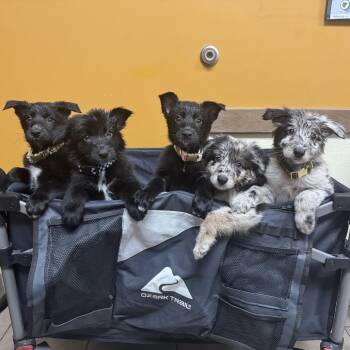 Boba, Rey, Kylo, Luke & Leia -  Australian Shepherd and German Shepherd Dog Dog for Adoption in Jacksonville, North Carolina - Boba, Rey, Kylo, Luke & Leia | PetCurious