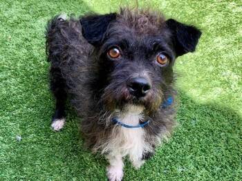 BASCO -  Terrier and Mixed Breed Dog for Adoption in Moreno Valley, California - BASCO | PetCurious