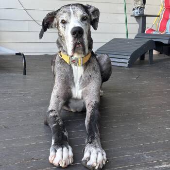 Wes Anderson -  Great Dane Dog for Adoption in New Orleans, Louisiana - Wes Anderson | PetCurious