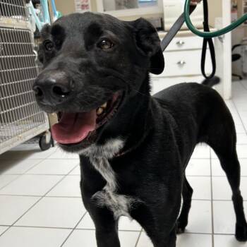 Labrador Retriever Dogs Available for Adoption in Ojai, California - Arrow | PetCurious