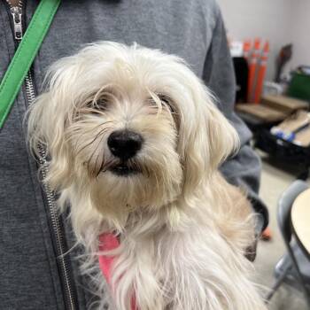 Burnadette -  Havanese and Yorkshire Terrier Dog for Adoption in East St. Louis, Illinois - Burnadette | PetCurious