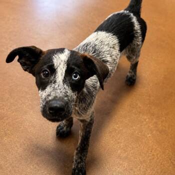 Calypso -  Australian Cattle Dog Blue Heeler and Shepherd Dog for Adoption in Otisfield, Maine - Calypso | PetCurious