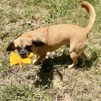 Valente WV14281-T -  Pug and Rat Terrier Dog for Adoption in Missouri City, Texas - Valente WV14281-T | PetCurious