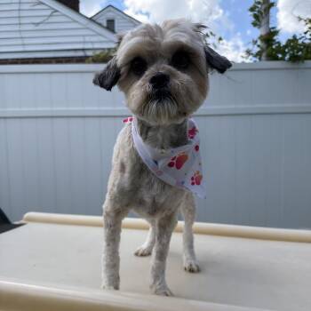 Pepsi -  Shih Tzu and Mixed Breed Dog for Adoption in Medford Lakes, New Jersey - Pepsi | PetCurious
