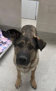 German Shepherd Dog and Mixed Breed Dogs Available for Adoption - DUKE | PetCurious