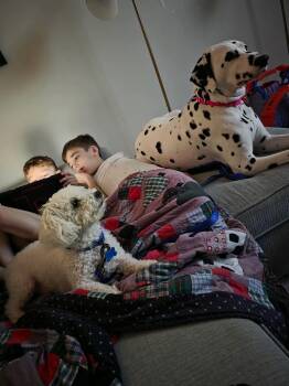 Miniature Poodle and Bichon Frise Dogs Available for Adoption in Homer Glen, Illinois - Duke Kaboom | PetCurious