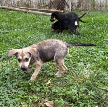 Sal -  Black And Tan Coonhound and Labrador Retriever Dog for Adoption in Rochester, New York - Sal | PetCurious