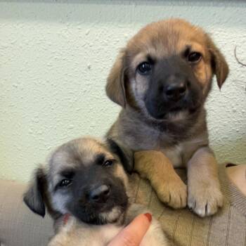 Bear -  Shepherd and Mixed Breed Dog for Adoption in Fayetteville, Arkansas - Bear | PetCurious