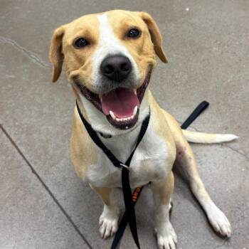 Miller -  Labrador Retriever and Pit Bull Terrier Dog for Adoption in Chattanooga, Tennessee - Miller | PetCurious