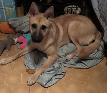 Pumpkin -  German Shepherd Dog Dog for Adoption in Humble, Texas - Pumpkin | PetCurious