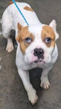 Xena -  Pit Bull Terrier Dog for Adoption in Evansville, Indiana - Xena | PetCurious