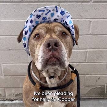 Pit Bull Terrier and Mixed Breed Dogs Available for Adoption in San Diego, California - Cooper | PetCurious