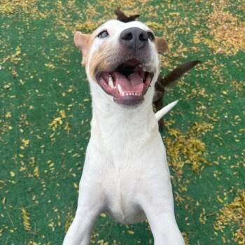 Rescue Labrador Retriever and Mixed Breed Dogs for Adoption in Bedford Park, Illinois - Mandy | PetCurious