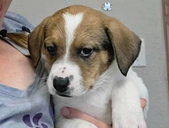 Mixed Breed Dogs Available for Adoption in Mesa, Arizona - Harvard | PetCurious