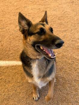 Stella -  German Shepherd Dog Dog for Adoption in Glendale, Arizona - Stella | PetCurious