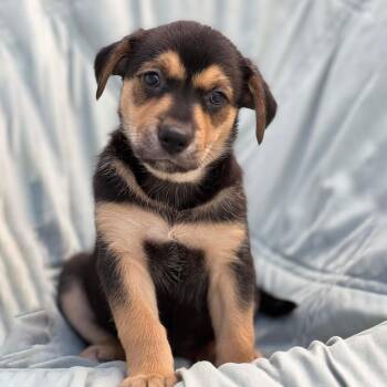 Chess Pup - Pawn -  Wire Fox Terrier and Shepherd Dog for Adoption in San Diego, California - Chess Pup - Pawn | PetCurious