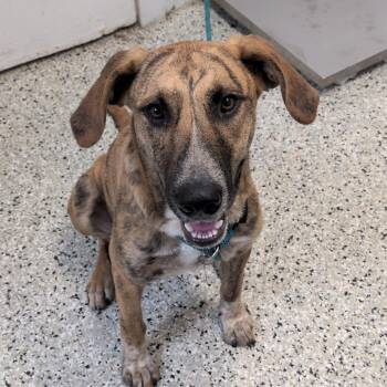 Scooby -  Great Dane and Mixed Breed Dog for Adoption in Hattiesburg, Mississippi - Scooby | PetCurious
