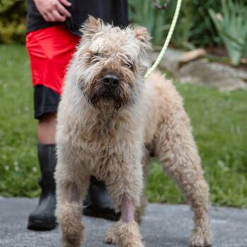 Bach -  Bouvier Des Flandres Dog for Adoption in Chester Springs, Pennsylvania - Bach | PetCurious