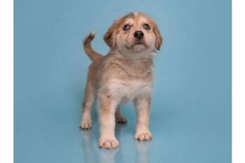 Only Farmers -  Australian Shepherd and Great Dane Dog for Adoption in Palo Alto, California - Only Farmers | PetCurious
