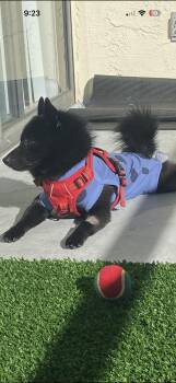 Schipperke Dogs Available for Adoption - Winston  | PetCurious