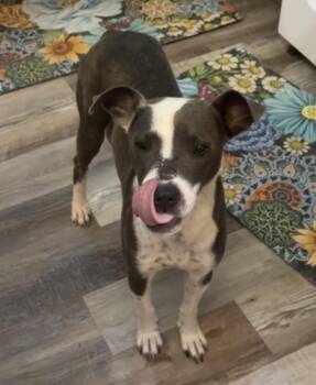 Labrador Retriever Dogs Available for Adoption in The Woodlands, Texas - Allie | PetCurious