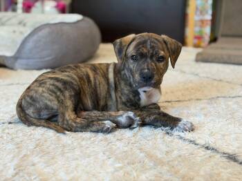 American Bully Dogs Available for Adoption in Churchville, New York - Bubba | PetCurious