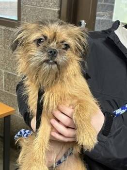 Sianna -  Brussels Griffon and Mixed Breed Dog for Adoption in Eugene, Oregon - Sianna | PetCurious