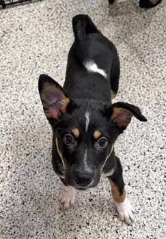 Luceo -  Australian Cattle Dog Blue Heeler and Labrador Retriever Dog for Adoption in Fort Lupton, Colorado - Luceo | PetCurious