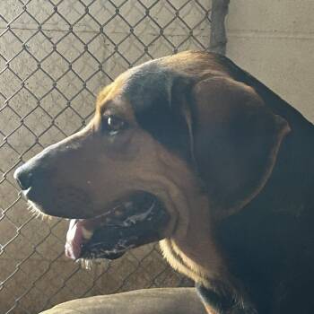 Mixed Breed Dogs Available for Adoption in Leander, Texas - Mighty Nein | PetCurious