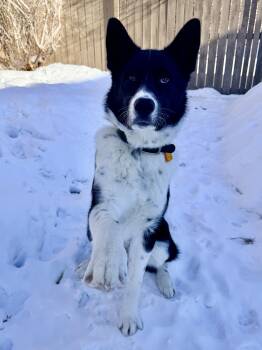 Mixed Breed Dogs Available for Adoption - Finn | PetCurious