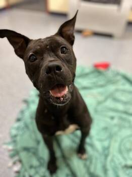Kiwi -  Pit Bull Terrier and Mixed Breed Dog for Adoption in Westland, Michigan - Kiwi | PetCurious