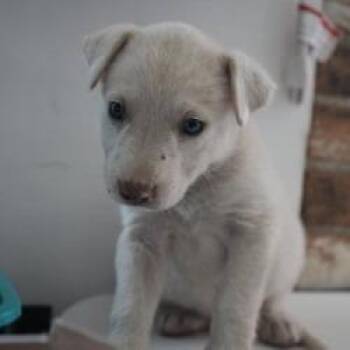 Mixed Breed Dogs Available for Adoption in Bellingham, Washington - Cinnamon Roll | PetCurious