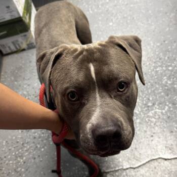 Carlos -  Pit Bull Terrier Dog for Adoption in Saint Joseph, Missouri - Carlos | PetCurious