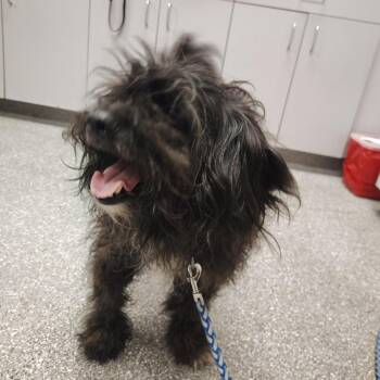 Elvis -  Miniature Poodle Dog for Adoption in Lakeland, Florida - Elvis | PetCurious