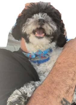 Oreo -  Maltipoo Dog for Adoption in Pointe-claire, Quebec - Oreo | PetCurious