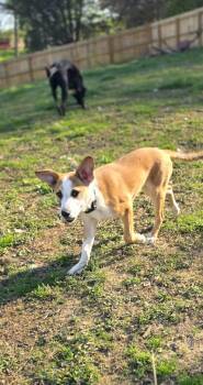 Beagle Dogs Available for Adoption - Marion Bros : Moe | PetCurious