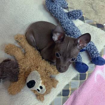 Little Girl -  Chihuahua and Miniature Pinscher Dog for Adoption in Alafaya, Florida - Little Girl | PetCurious